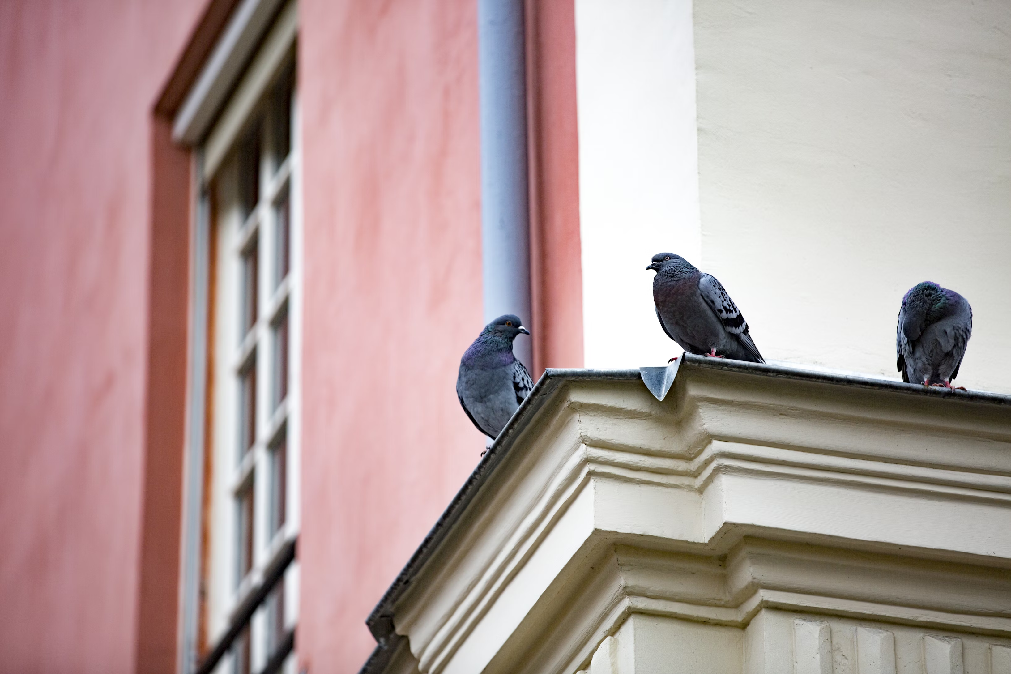 Pigeons