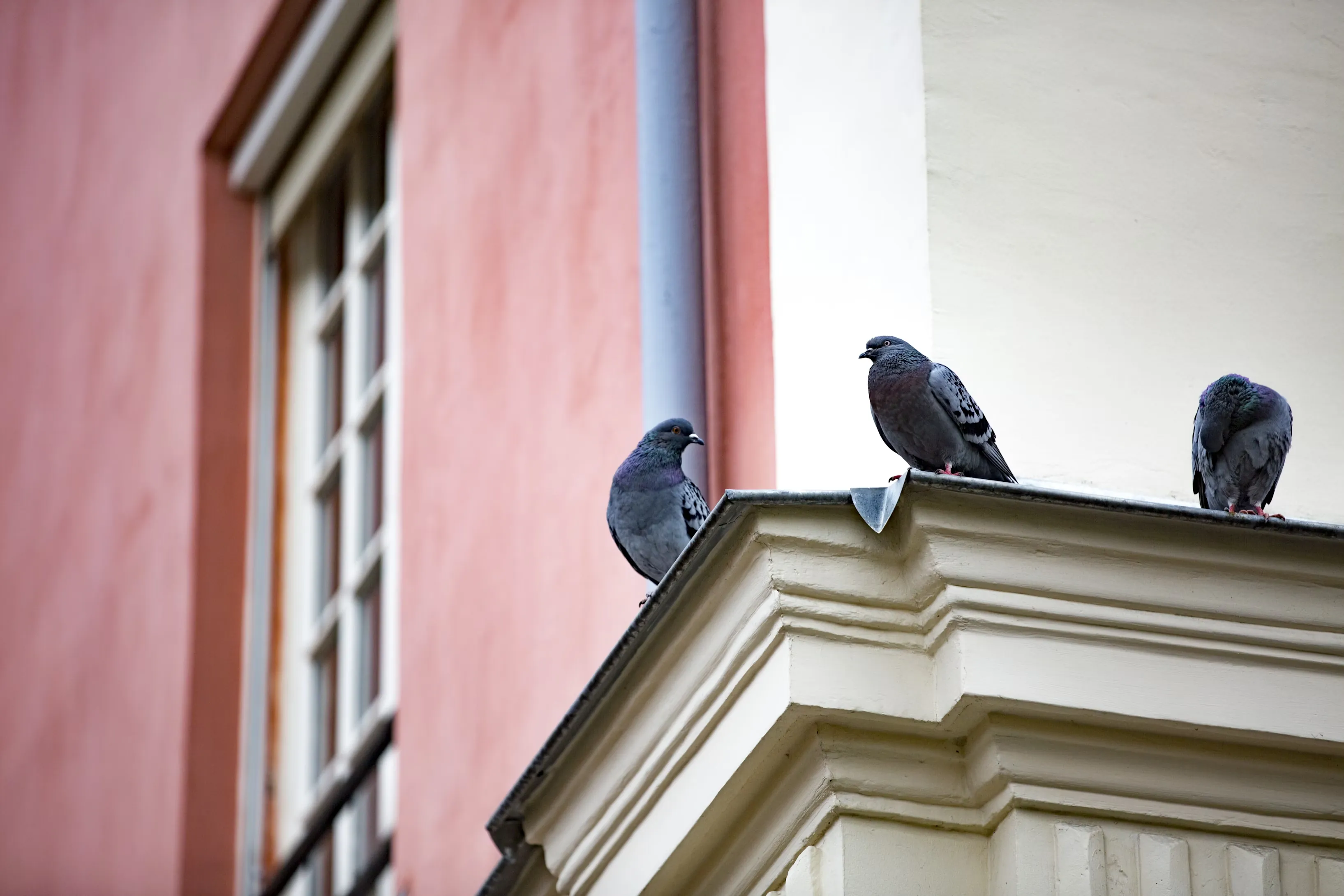 Pigeons